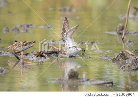 展翅的尖尾鷸 展翅的尖尾鷸 81309904