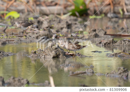 兩隻尖尾鷸望著天空 81309906