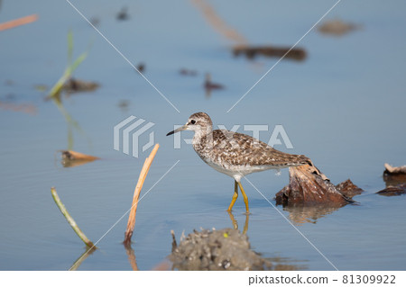 夏末停在蓮田的美麗的木鷸 81309922