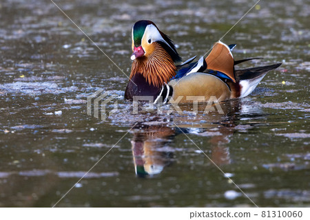 The mandarin duck, Aix galericulata at a lake in Munich, Germany The mandarin duck, Aix galericulata at a lake in Munich, Germany 81310060