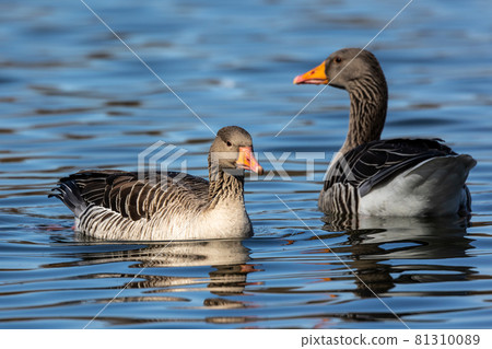 The greylag goose, Anser anser is a species of large goose 81310089