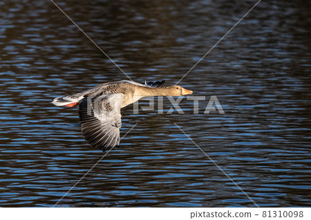 The flying greylag goose, Anser anser is a species of large goose The flying greylag goose, Anser anser is a species of large goose 81310098