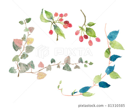 Illustration of cherry blossoms and ivy drawn in watercolor Illustration of cherry blossoms and ivy drawn in watercolor 81310385