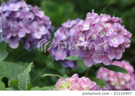  hydrangea 81310407