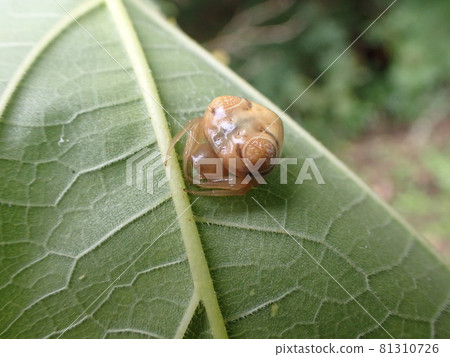 Spider like Kamakirino's head, Otorino Fundamashi 81310726