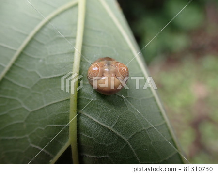 Mantis head-like spider, Otorinofundamashi Mantis head-like spider, Otorinofundamashi 81310730