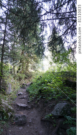 A forest path with rays of the sun, firs and pines 81310835