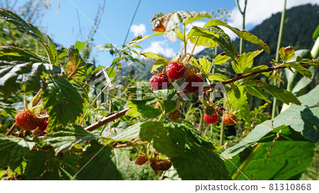 Ripe red mountain raspberries with view of forest 81310868