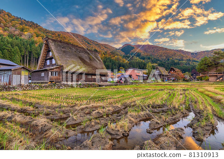 Shirakawago village Gifu Japan, Sunrise at Shirakawa village in autumn season Shirakawago village Gifu Japan, Sunrise at Shirakawa village in autumn season 81310913