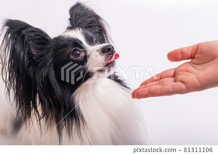 Cute eared dog papillon spaniel continental licks a female hand on a white background. 81311106