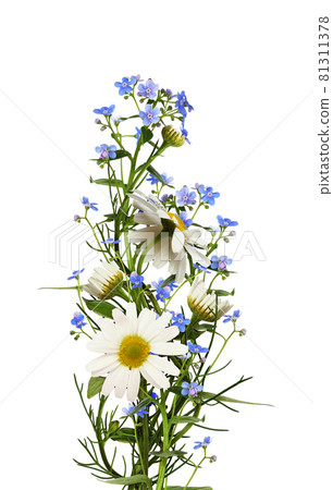 Daisies and blue forget-me-not (Brunnera) flowers in a summer floral arrangement isolated 81311378