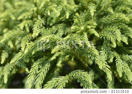 Japanese cedar Globosa Nana Japanese cedar Globosa Nana 81311610