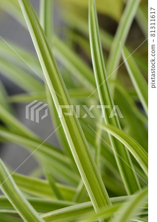 Sedge Ice Dance Sedge Ice Dance 81311617