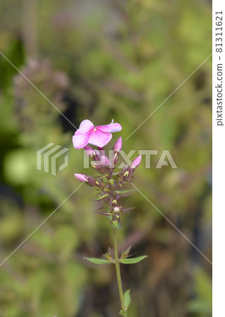 Perennial phlox Perennial phlox 81311621