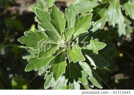 Gold and silver chrisanthemum Gold and silver chrisanthemum 81311645