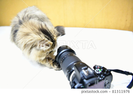 Mofumofu cat Mofumofu cat 81311976