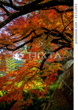 Autumn in the ancient city of Akizuki Autumn in the ancient city of Akizuki 81312053