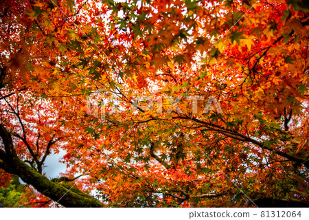 Autumn in the ancient city of Akizuki Autumn in the ancient city of Akizuki 81312064