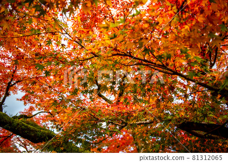 Autumn in the ancient city of Akizuki Autumn in the ancient city of Akizuki 81312065