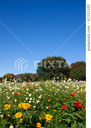 花田、森林和藍天 花田、森林和藍天 81312105