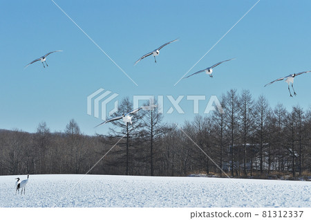 A flock of Japanese cranes flying to the sanctuary (Tsurui, Hokkaido) A flock of Japanese cranes flying to the sanctuary (Tsurui, Hokkaido) 81312337