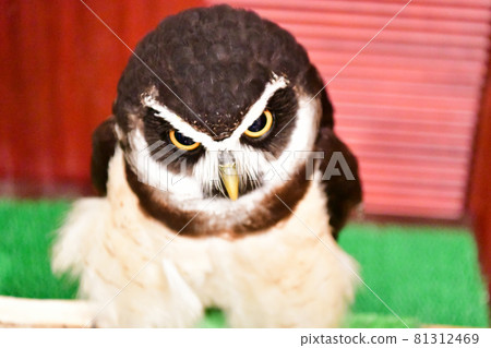 視力強的貓頭鷹 81312469