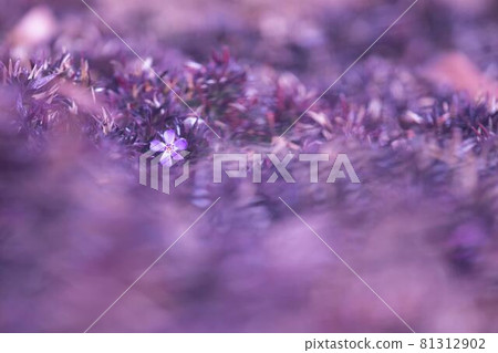 Moss phlox Moss phlox 81312902