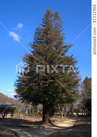 Kotori no Mori（Santokuen）紅杉聳立在冬天的藍天上 岡山縣岡山市東區 81312909