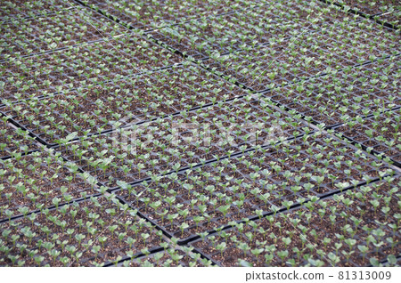 西蘭花苗圃 81313009