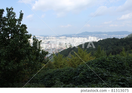 Forest in Daejeon, South Korea 81313075