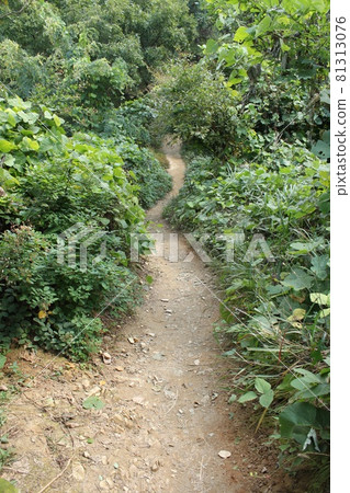 Forest in Daejeon, South Korea 81313076