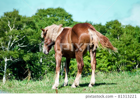 The back view of a majestic horse 81313221