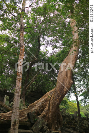 At the Beng Melia Ruins, Cambodia At the Beng Melia Ruins, Cambodia 81313241