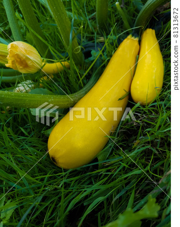 Golden Zucchini or Courgette - Cucurbita pepo - growing in a vegetable garden copy space Golden Zucchini or Courgette - Cucurbita pepo - growing in a vegetable garden copy space 81313672