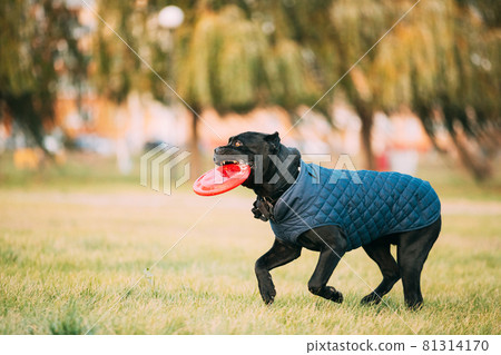 Active Black Cane Corso Dog Play With Plate Toy Outdoor In Park. Dog Wears In Warm Clothes. Big Dog Breeds Active Black Cane Corso Dog Play With Plate Toy Outdoor In Park. Dog Wears In Warm Clothes. Big Dog Breeds 81314170