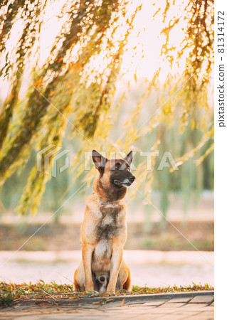 Malinois Dog Sitting Under Tree Branches. Belgian Sheepdog Are Active, Intelligent, Friendly, Protective, Alert And Hard-working. Shepherd, Belgium, Chien De Berger Belge Dog Malinois Dog Sitting Under Tree Branches. Belgian Sheepdog Are Active, Intelligent, Friendly, Protective, Alert And Hard-working. Shepherd, Belgium, Chien De Berger Belge Dog 81314172