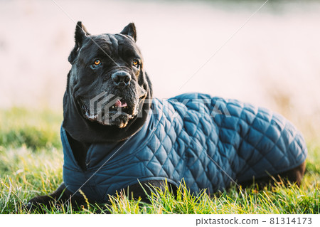 Black Cane Corso Dog Sitting In Grass. Dog Wears In Warm Clothes. Big Dog Breeds Black Cane Corso Dog Sitting In Grass. Dog Wears In Warm Clothes. Big Dog Breeds 81314173