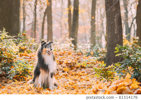Tricolor Rough Collie, Funny Scottish Collie, Long-haired Collie, English Collie, Lassie Dog Sitting Outdoors In Autumn Day. Portrait Tricolor Rough Collie, Funny Scottish Collie, Long-haired Collie, English Collie, Lassie Dog Sitting Outdoors In Autumn Day. Portrait 81314176