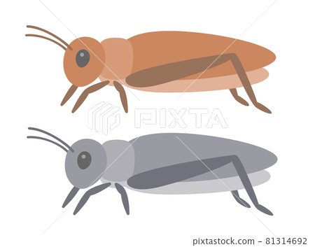 Illustration of edible crickets 81314692