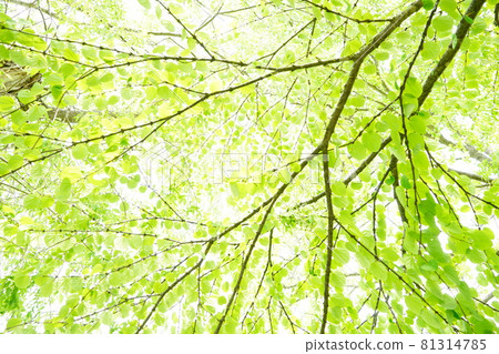 Looking up at a tree branch 81314785