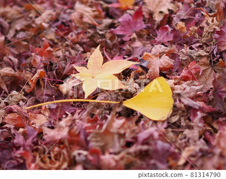 Carpet of deciduous leaves Carpet of deciduous leaves 81314790