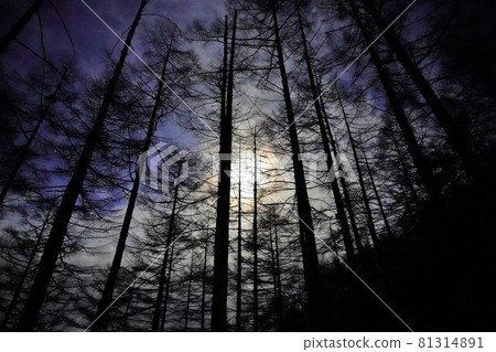 Mt. Utsugi Ikeyama Ridge Forest Belt and Moonlight in Winter Mt. Utsugi Ikeyama Ridge Forest Belt and Moonlight in Winter 81314891