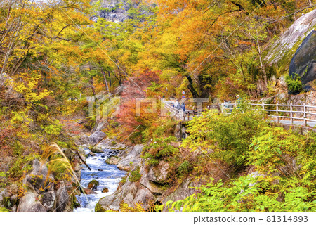Yamanashi Prefecture Autumn leaves Shosenkyo Yamanashi Prefecture Autumn leaves Shosenkyo 81314893