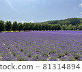 Farm Tomita lavender 81314894