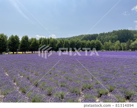 Farm Tomita lavender Farm Tomita lavender 81314894