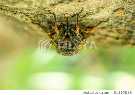 Summer brown cicada sucking sap 81315088