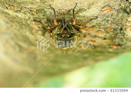 Summer brown cicada sucking sap 81315094