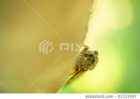Summer brown cicada sucking sap Summer brown cicada sucking sap 81315097