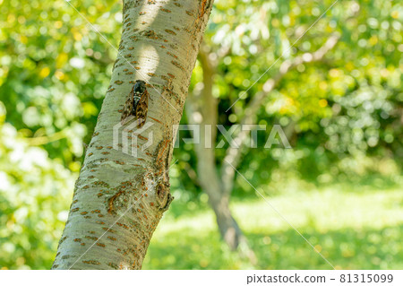 Summer brown cicada sucking sap 81315099