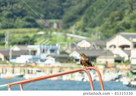 Familiar bird of prey black kite 81315330